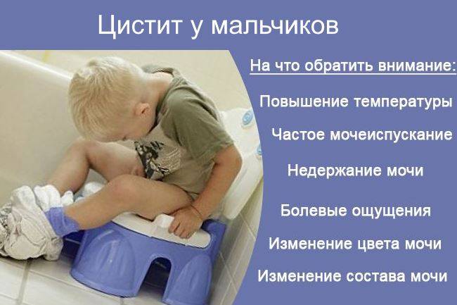 Цистит у котов и кошек, диагностика, лечение