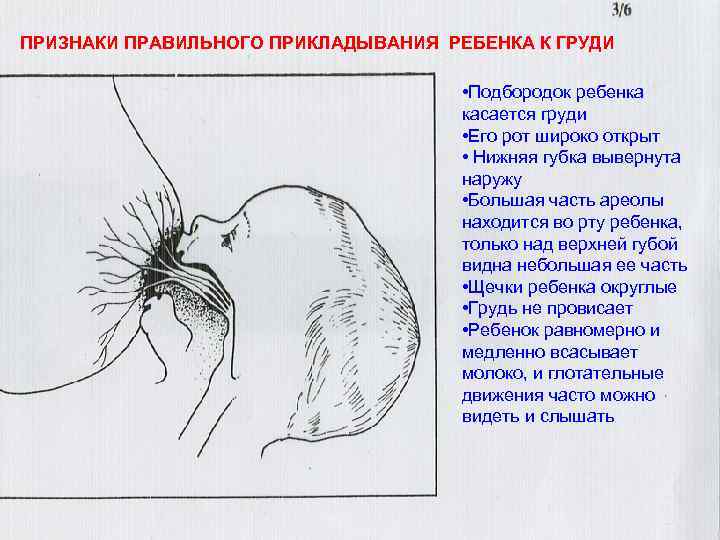 Правильное прикладывание к груди: техника, советы, фото и видео