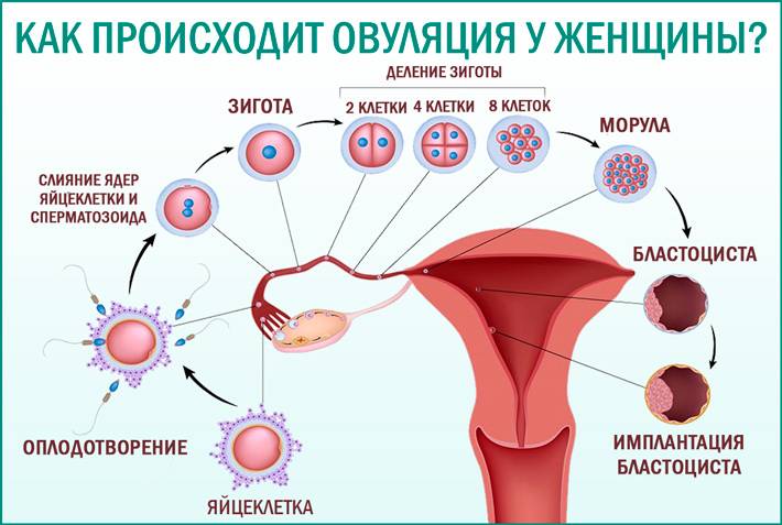 Эко при эндометриозе: какие шансы на беременность и можно ли делать?