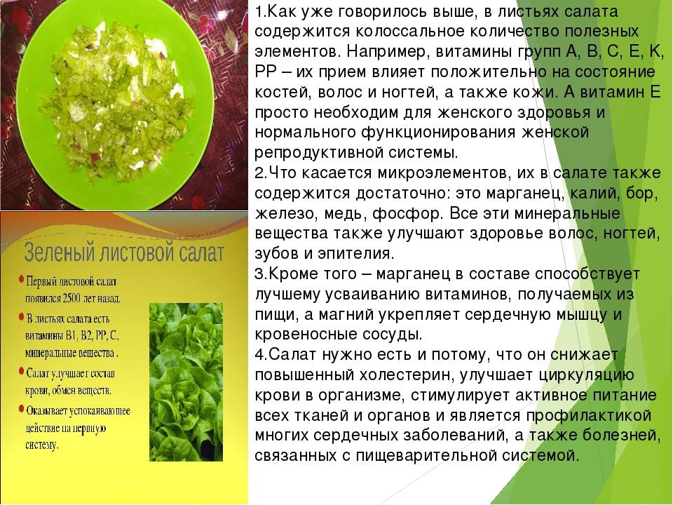 Можно ли листья салата при грудном вскармливании: айсберг и другие сорта листового салата
