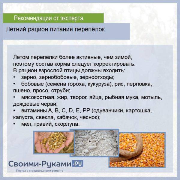 Перловка сколько время. Рацион питания перепелов. Во сколько можно давать ребенку перловку. Какую траву можно перепелкам. Перловка с какого возраста можно давать ребенку.