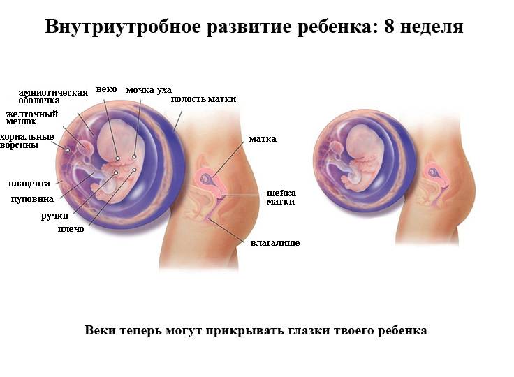 8 неделя беременности