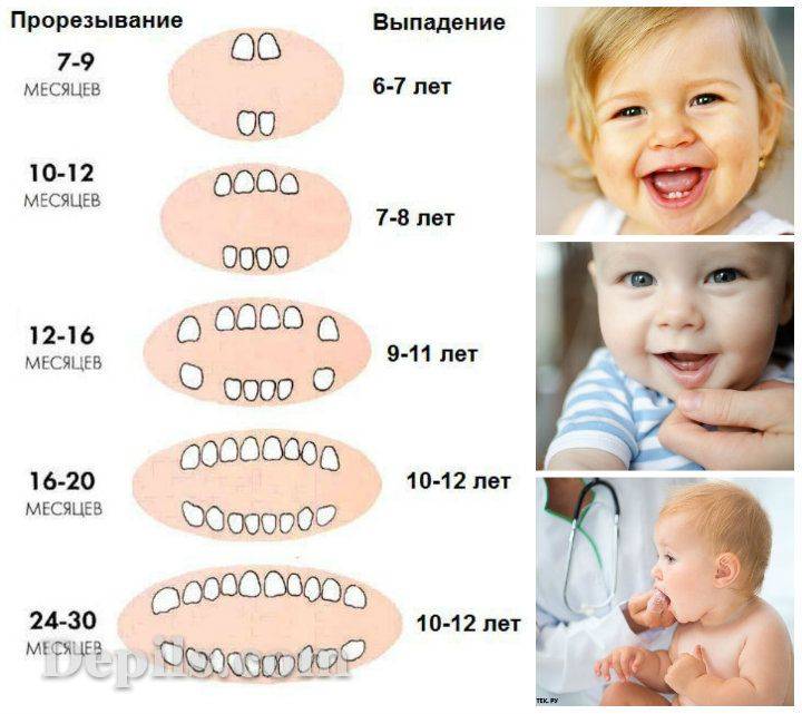 Время прорезывания зубов