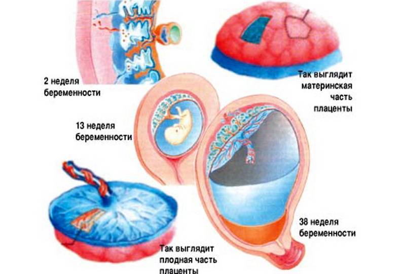 Формирование плаценты при беременности на какой неделе. что такое плацента. нарушения развития плаценты