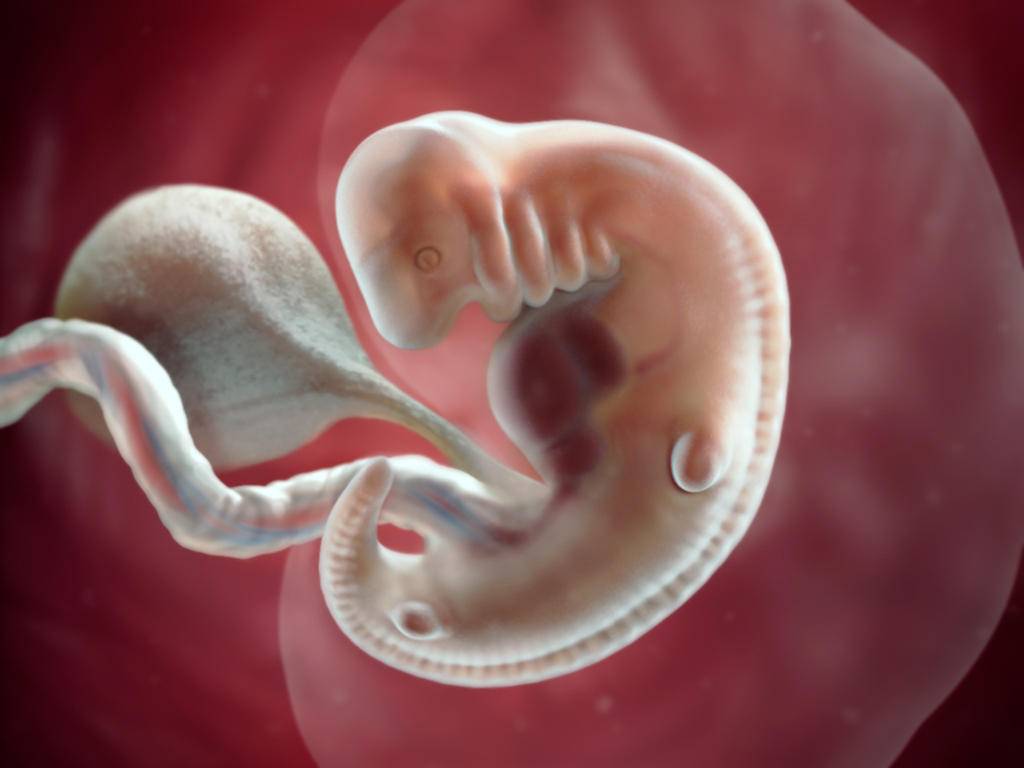 4 неделя беременности: признаки и ощущения женщины, симптомы, развитие плода