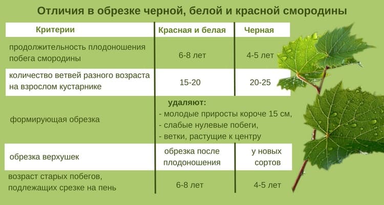 Черная смородина для детей до года. лето в разгаре: таблица введения ягод в прикорм малыша