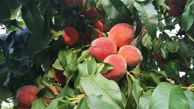 Абрикосы при грудном вскармливании: польза и вред продукта в период гв, и можно ли кормящим мамам употреблять в первый месяц сушёные плоды или компот из них?