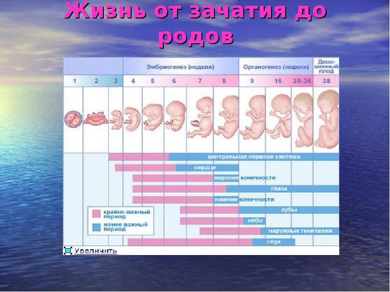 Третья беременность и роды: особенности и советы :: syl.ru