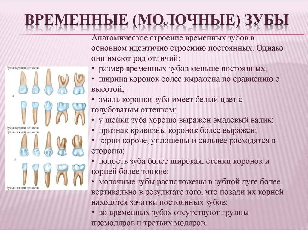 Строение молочных зубов – важные особенности