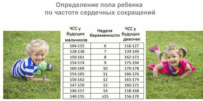 Таблица сердцебиения плода по неделям. норма, когда появляется, как определить пол - medside.ru