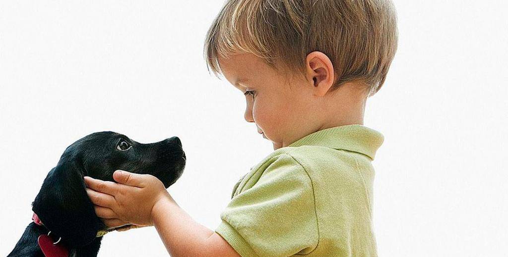 Ребенок просит купить собаку - выбираем щенка | блог о домашних животных