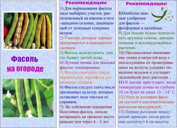 Как выбрать пробиотики для кишечника: список препаратов