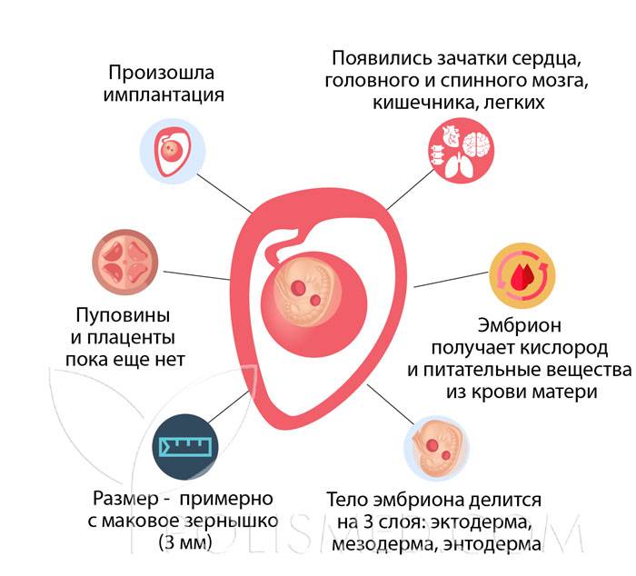Имплантация эмбриона (25 фото): признаки имплантации в матку плодного яйца, симптомы позднего и раннего прикрепления, базальная температура и ощущения