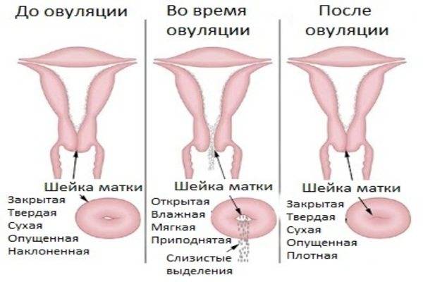 Как по шейке матки определить день овуляции и наступление беременности? осмотр и ощупывание шейки матки. шейка матки до, во время овуляции и после. шейка матки до задержки месячных при беременности