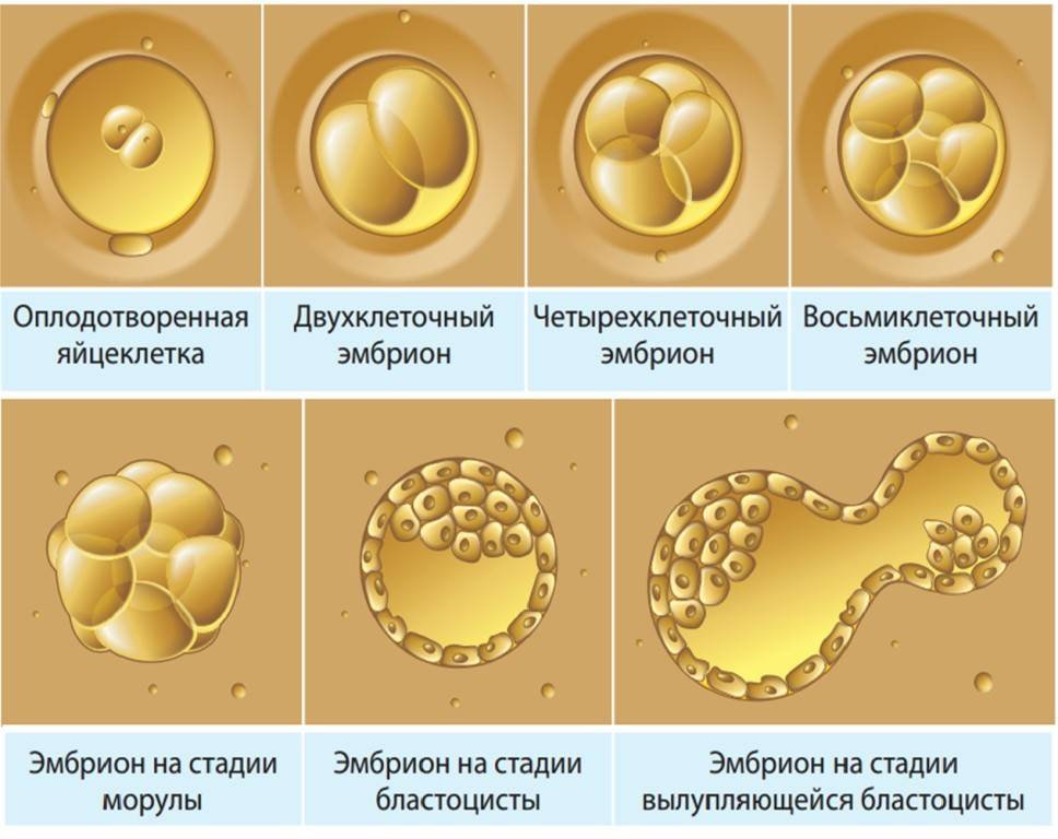 Имплантация эмбриона | клиника "центр эко" в москве
