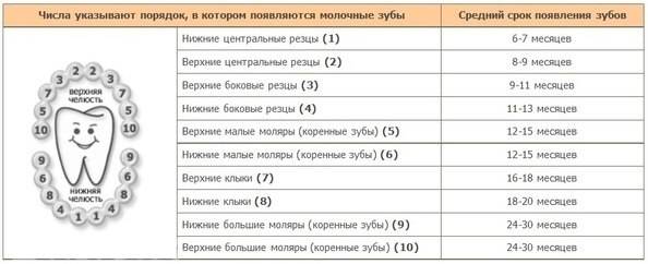 Время прорезывания зубов: общая информация, сроки и порядок прорезывания.