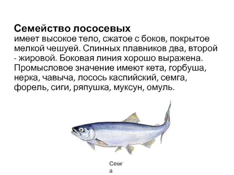 Когда можно давать горбушу ребенку: рекомендации и рецепты