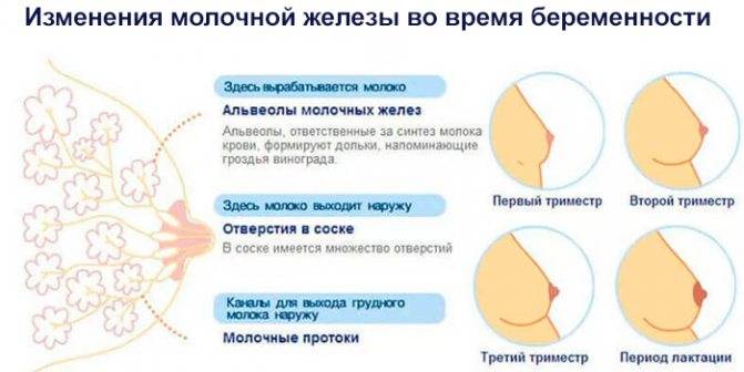 Физиологические изменения в организме женщины при беременности