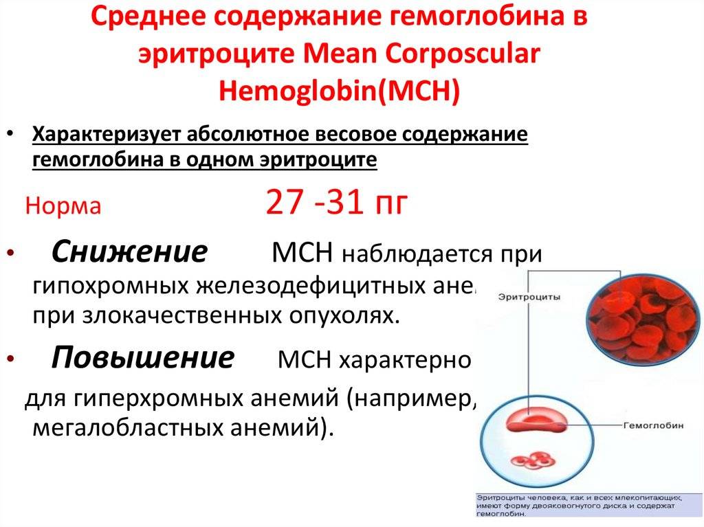 Почему средняя концентрация гемоглобина в эритроцитах понижена?