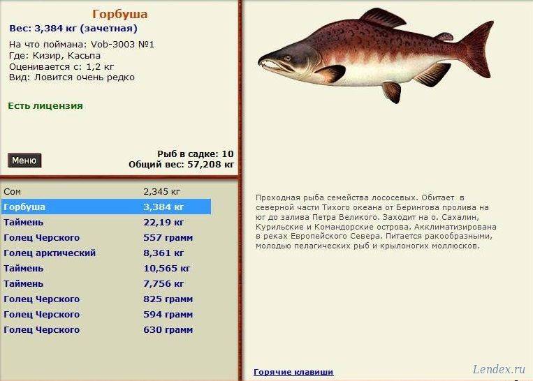 Когда можно давать горбушу ребенку: рекомендации и рецепты