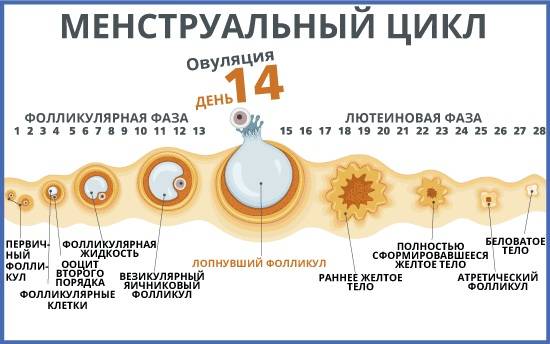Заморозка яйцеклеток: как происходит?