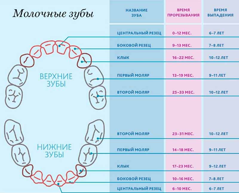 Как отличить молочный зуб от коренного - классификация зубов
