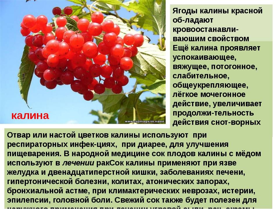 Калина от кашля - рецепт для детей: c какого возраста можно давать, помогает ли при простуде
