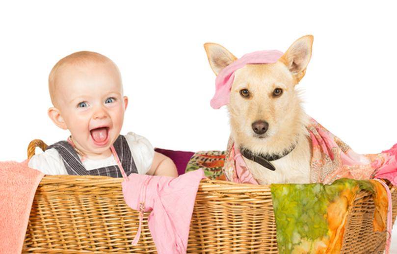 Взаимоотношения детей и домашних животных: что нужно знать