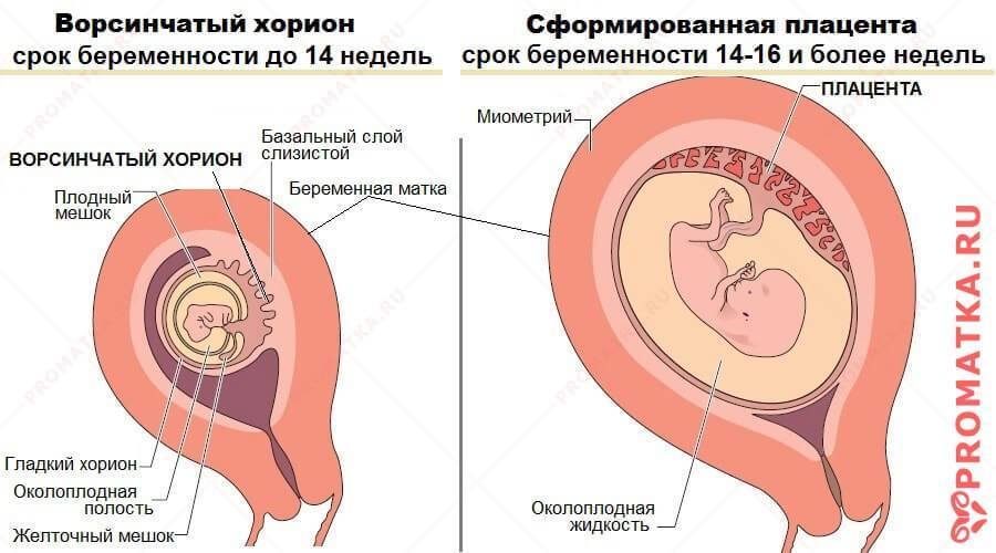 На какой неделе беременности полностью формируется плацента. когда начинает формироваться плацента при беременности