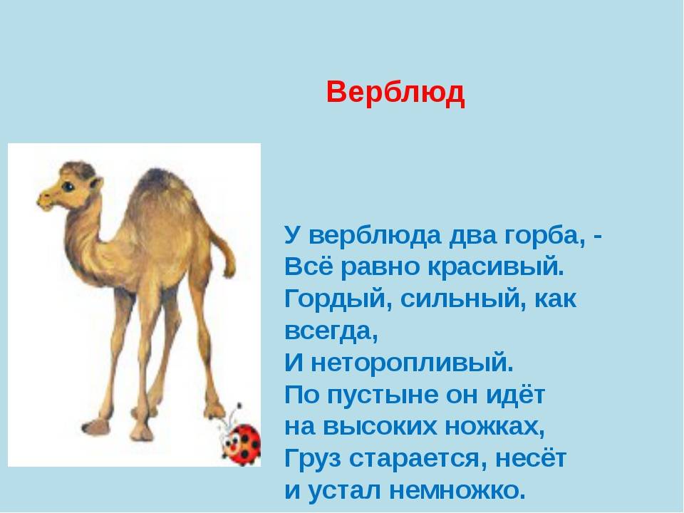 Что находится у верблюда в горбу?