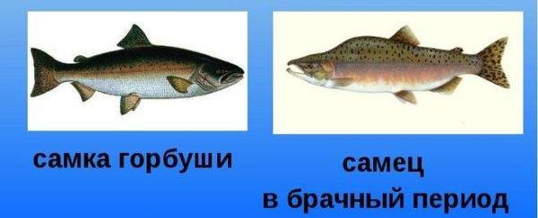Горбуша в меню кормящей мамы