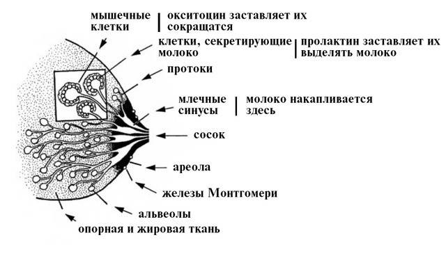 Как устранить застой грудного молока: правила сцеживания