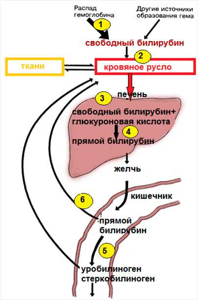 Желтуха у новорожденных – физиологическая и патологическая, симптомы и лечение — клиника isida киев, украина