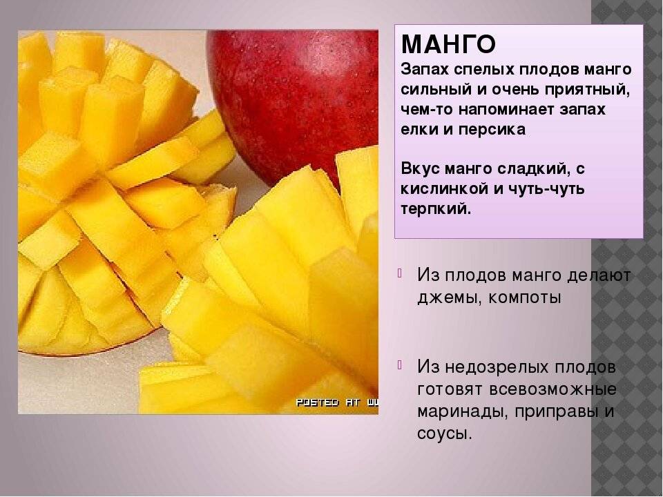 С какого возраста можно давать манго детям? | zdavnews.ru