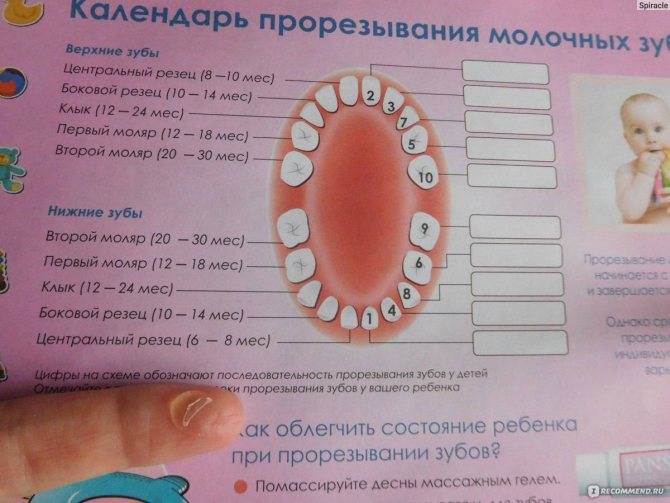 Коренные зубы у детей | cтомус