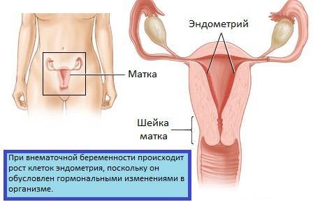 Какой должна быть шейка матки накануне месячных и при беременности на ощупь, где она бывает расположена и как выглядит