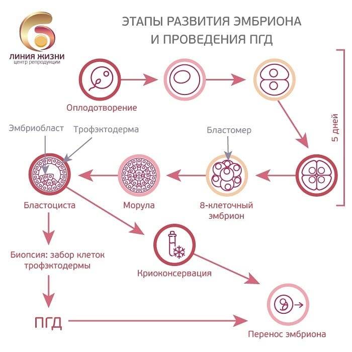 Экстракорпоральное оплодотворение: этапы по дням цикла