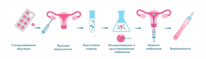Процесс эко: от стимуляции суперовуляции до переноса и развития эмбриона | день имплантации эмбриона