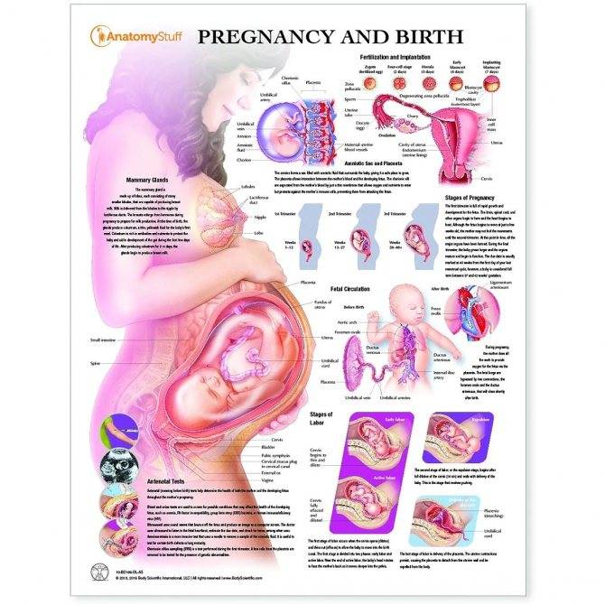 39-я неделя беременности: особенности, подготовка к родам