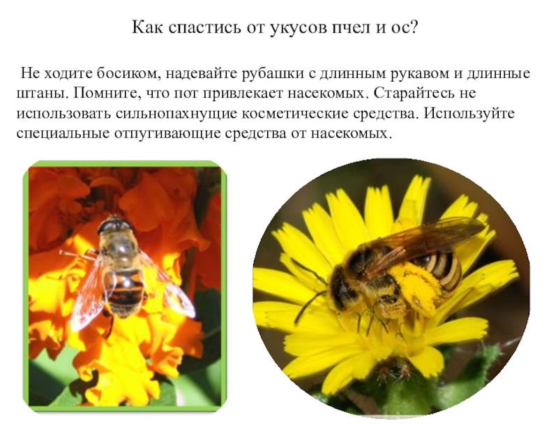 Что надо знать о пчелах