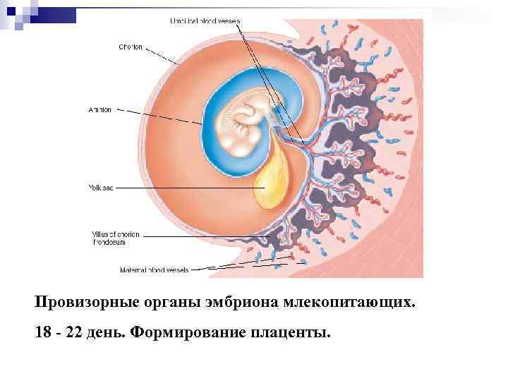 Рисунок матка сосуды плода плацента зародыш