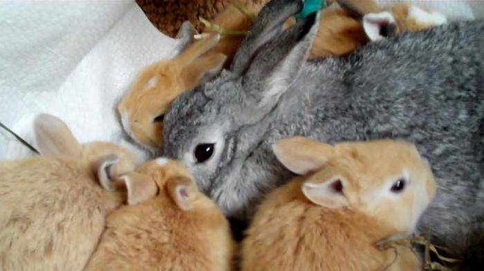 Мясо кролика при грудном вскармливании - мамины новости
