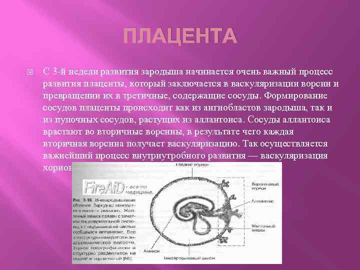 Оболочки плода, плацента | eurolab | гинекология
