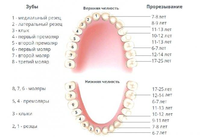 Восстановление зубов: цена, методы, какой метод выбрать