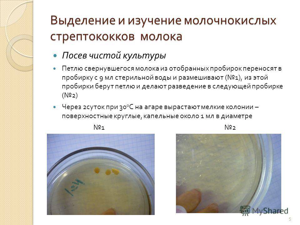 Посев на золотистый стафилококк (s. aureus) с определением чувствительности к антибиотикам, количественно: исследования в лаборатории kdlmed