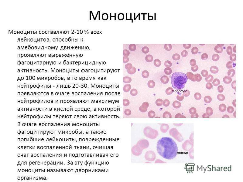 Таблица норм лейкоцитов в крови у детей и причины их низких и повышенных значений