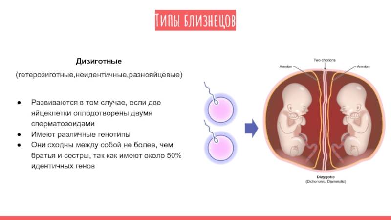 Как появляются близнецы