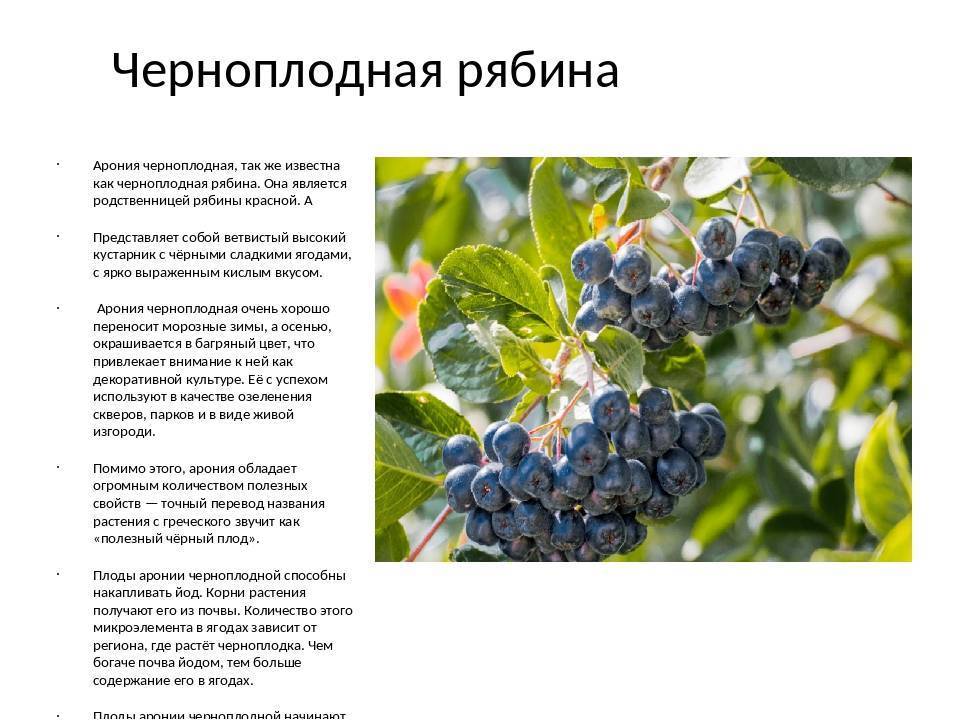 Можно ли черноплодную рябину кормящей маме