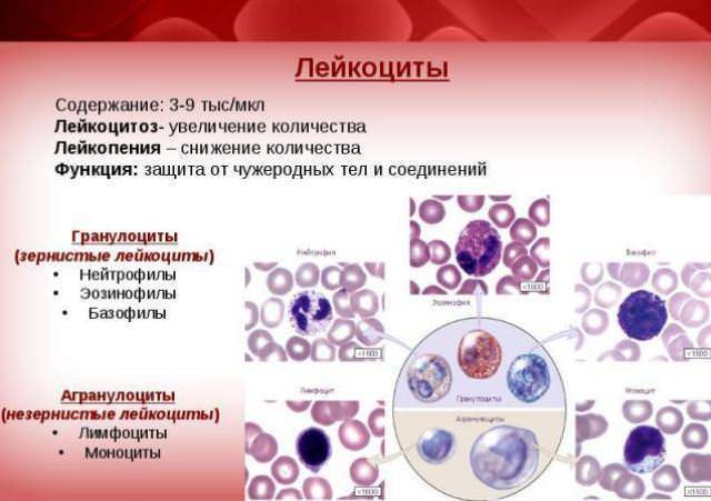 Анализ мочи на лейкоциты