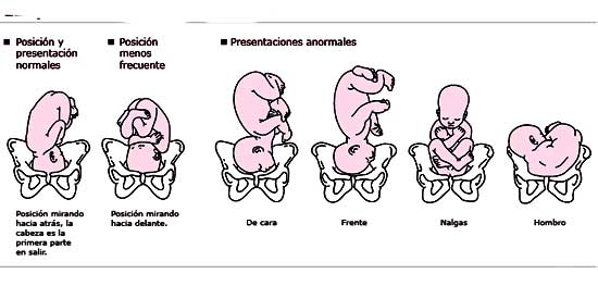 Где находится ребенок во время беременности или расположение плода в матке по неделям беременности stomatvrn.ru